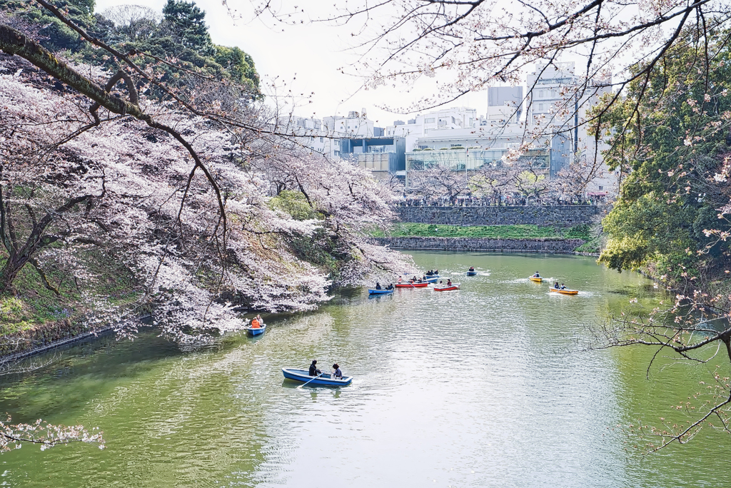 千鳥ヶ淵の小舟と桜花