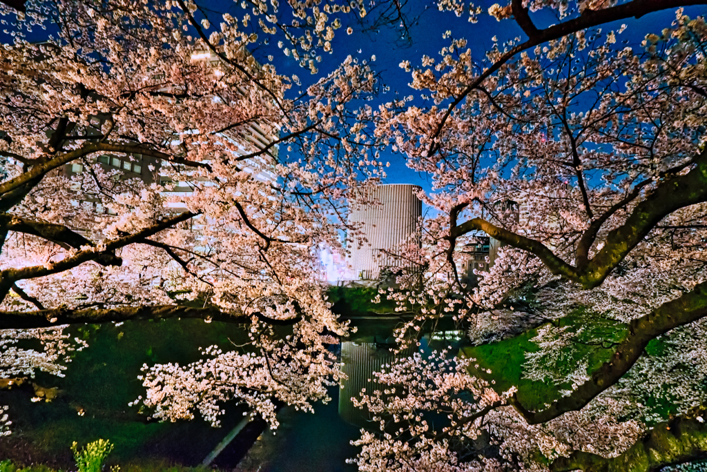 桜花に包まれる