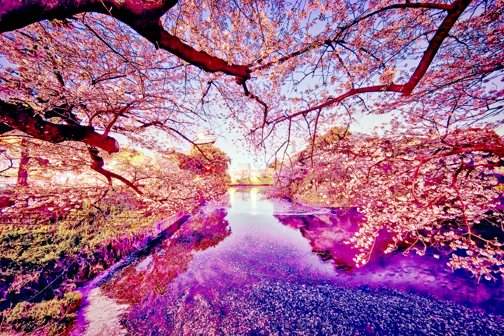 妖桜の流曲