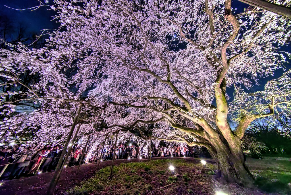 六義園 夜景桜