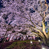 六義園 夜景桜