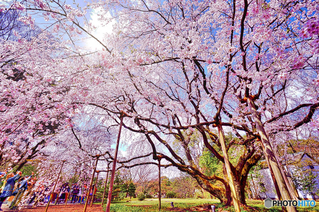 六義園 枝垂れ桜 超広角