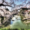 桜  - 彩の印象詩