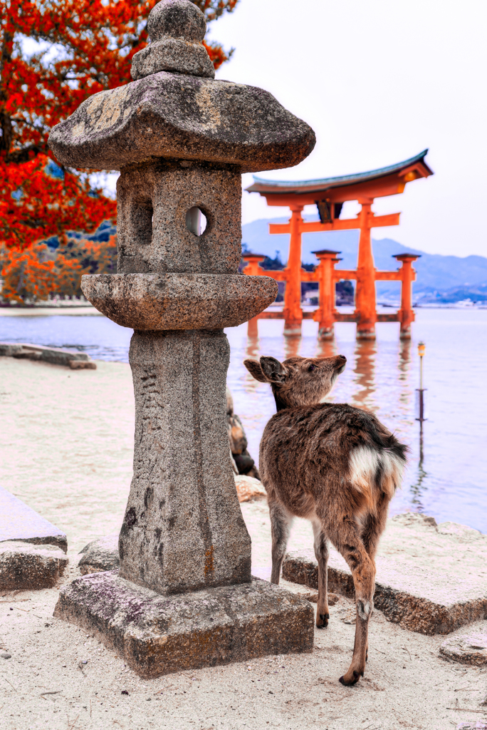 神社 鹿 に 会う