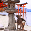 厳島神社の鳥居と鹿さん