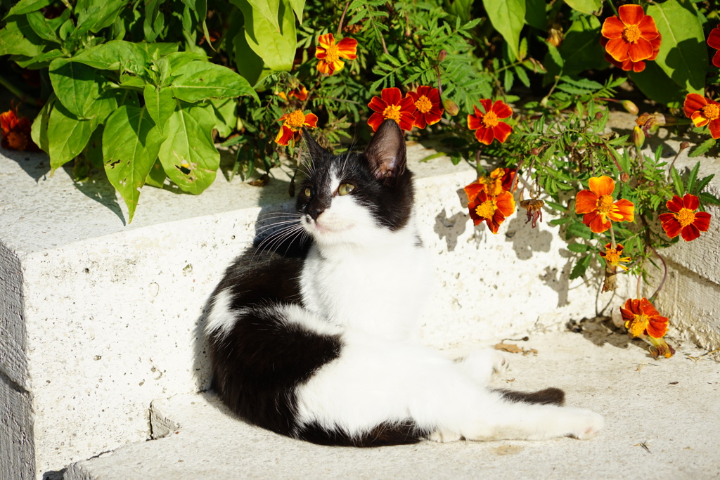 トルコの子猫 野良猫だより