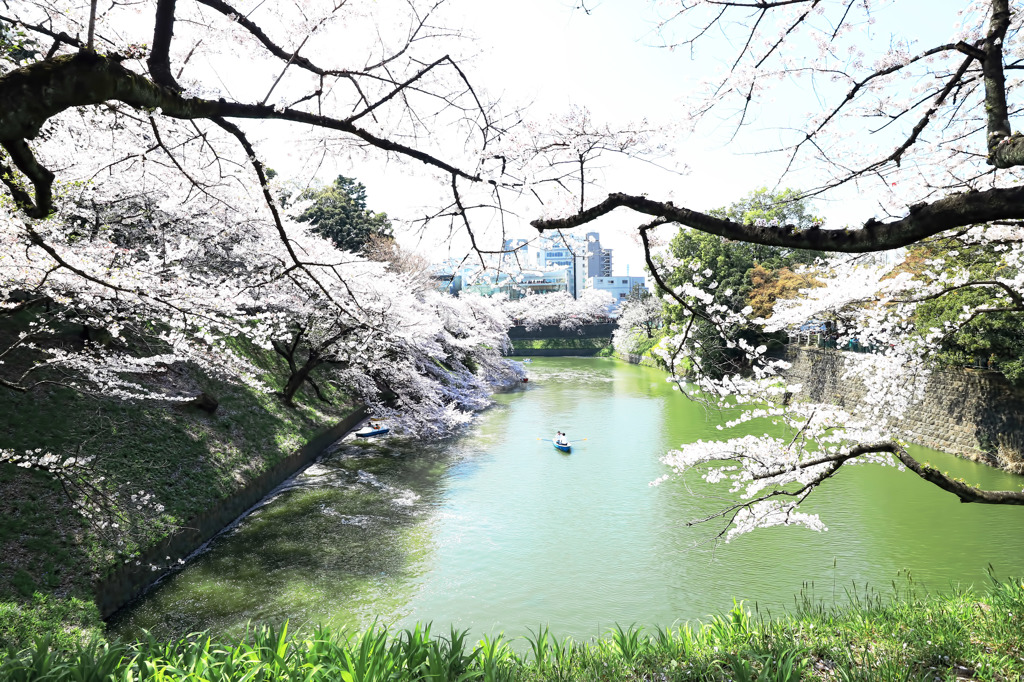 桜景色 春の四季彩詩
