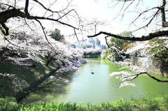桜景色 春の四季彩詩