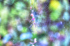 視覚のクオリア (クモ写真に付き注意)
