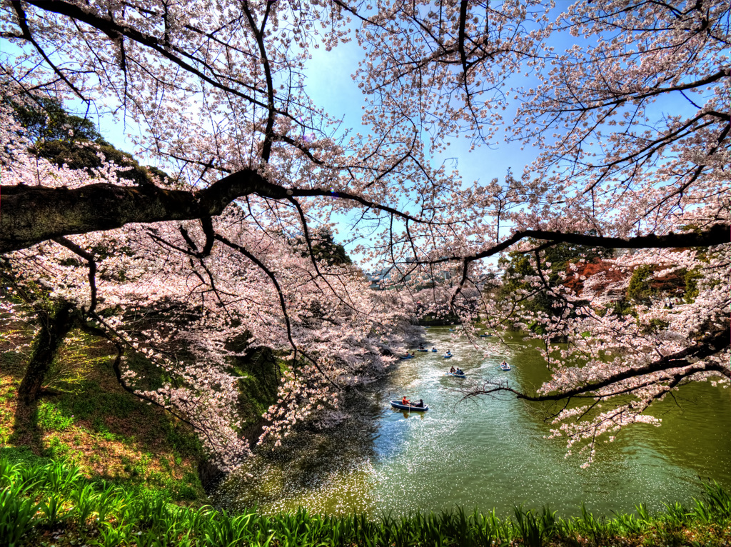 千鳥ヶ淵の桜花絢爛