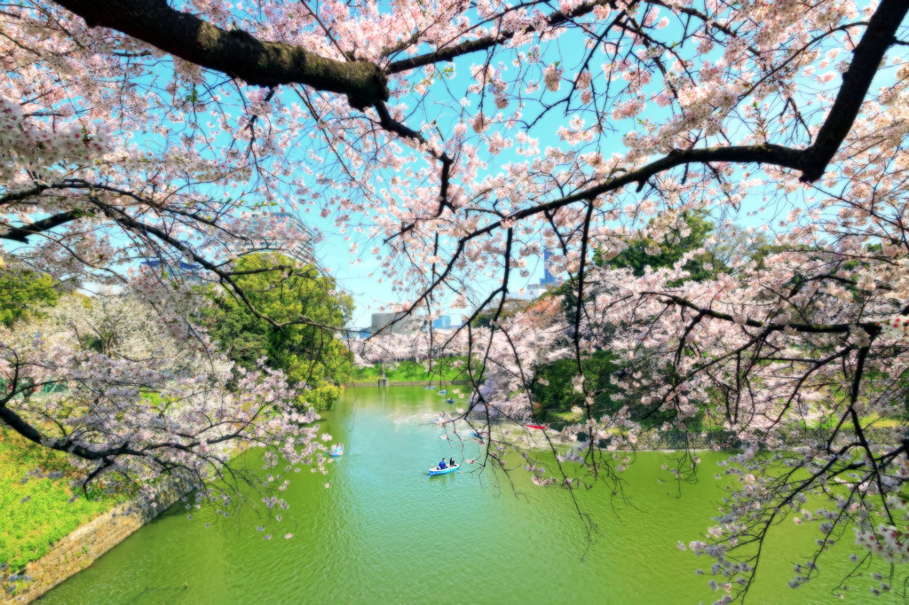 千鳥ヶ淵 桜奏でる白