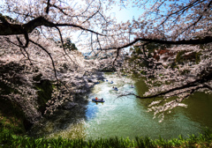 4月 -  芽吹く桜花の季節  -