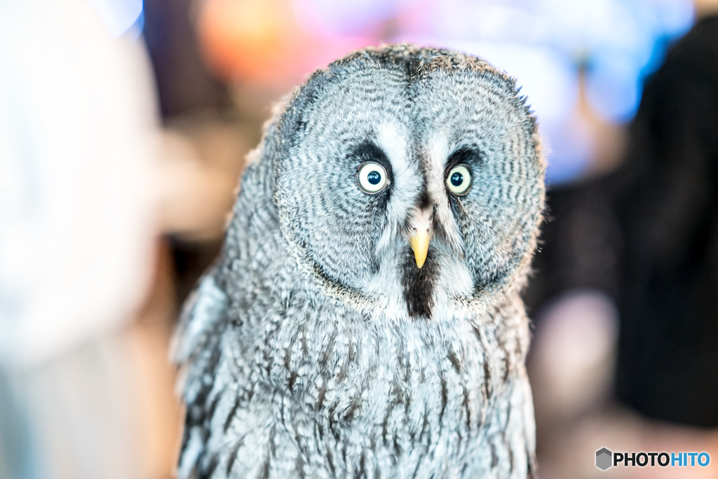 フリーダムなカフェのフクロウさん