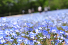 花ばたけにて