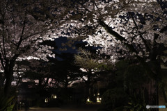 縮景園1