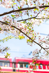 京急と桜
