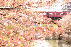 葉桜と京急と石崎川