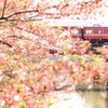 葉桜と京急と石崎川