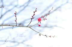 春はすぐそこに①