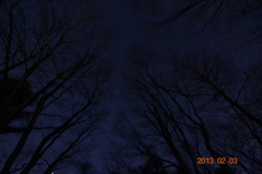 森の夜空