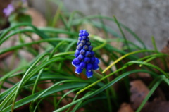 名も無き花