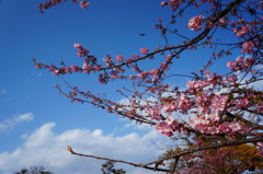 江ノ島　桜