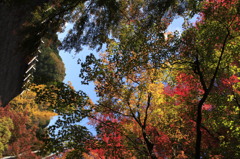 紅葉