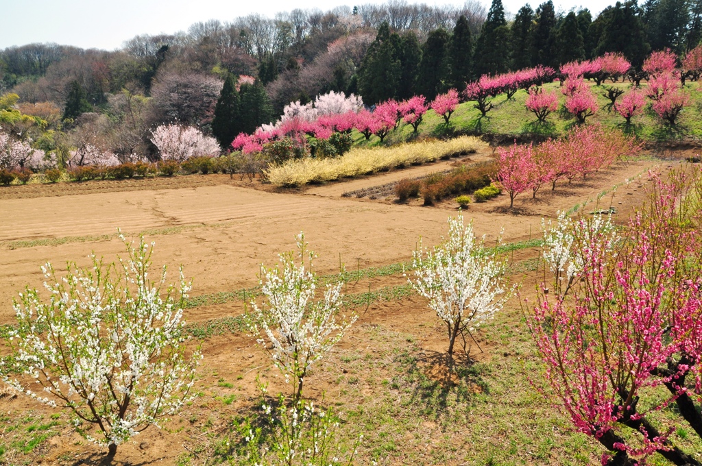 住宅街の中の桃源郷