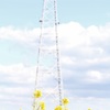 菜の花