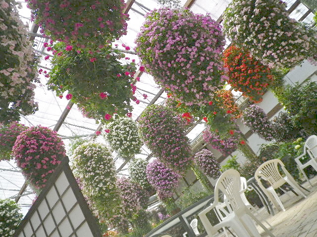 降る花