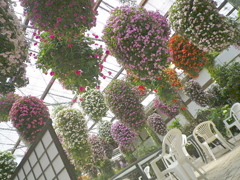 降る花