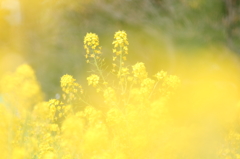 菜の花