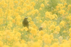 菜の花に囲まれて