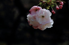 IMG_4434