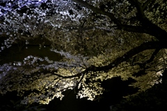 夜桜