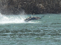 カモ狩り_058_白石川