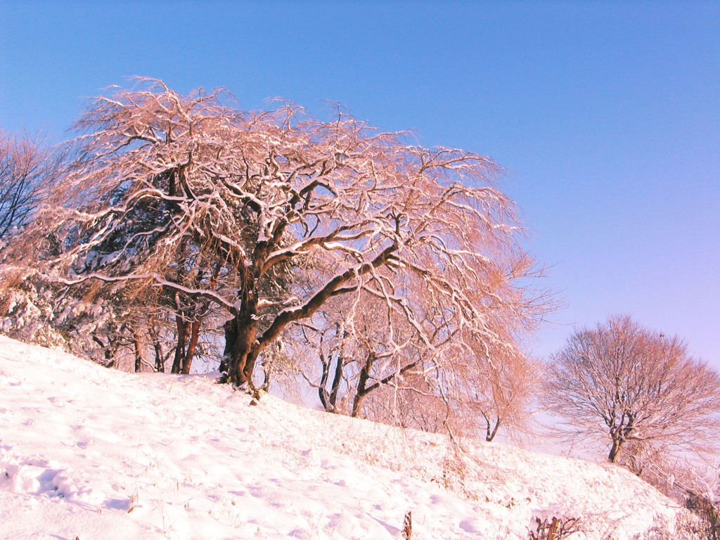 雪花赤花029_県民の森