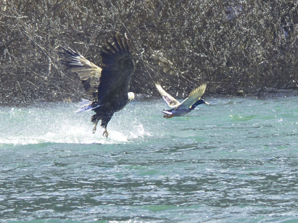 カモ狩り_060_白石川