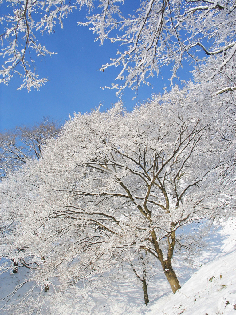 雪花　030_県民の森