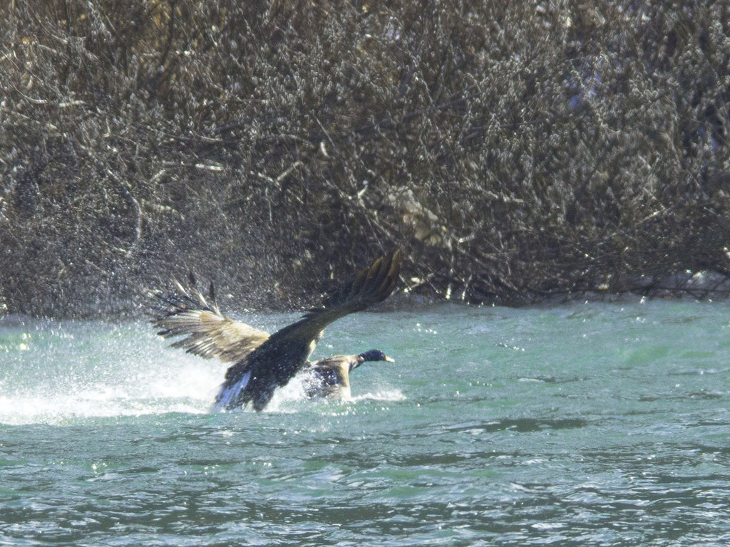 カモ狩り_059_白石川