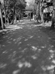 木漏れ日の参道
