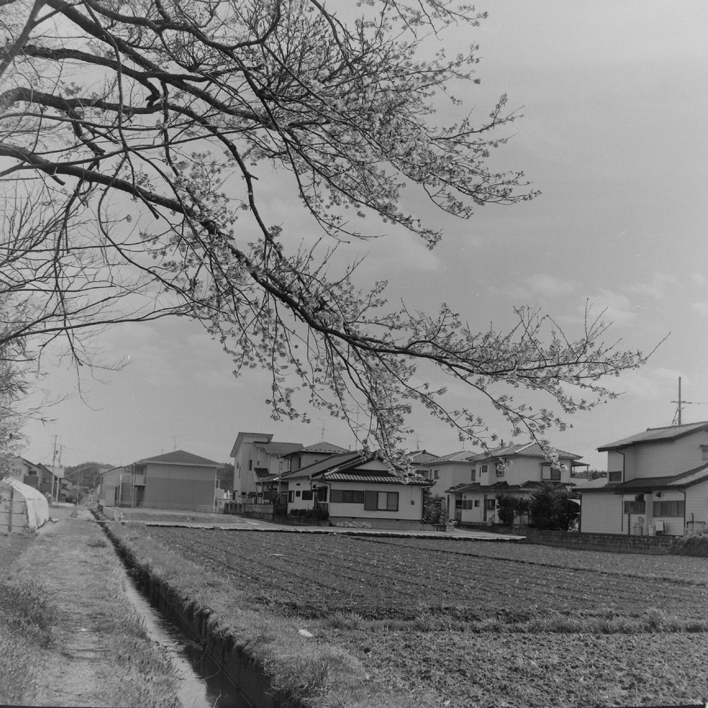 大きく飛び出た桜の枝