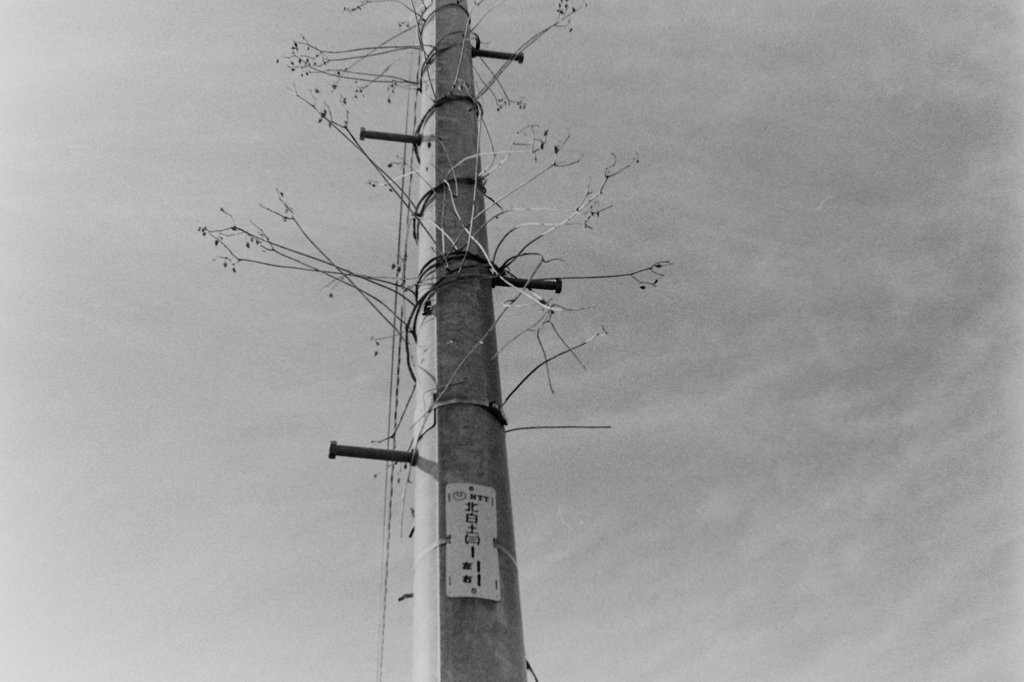電柱に巻きついた物