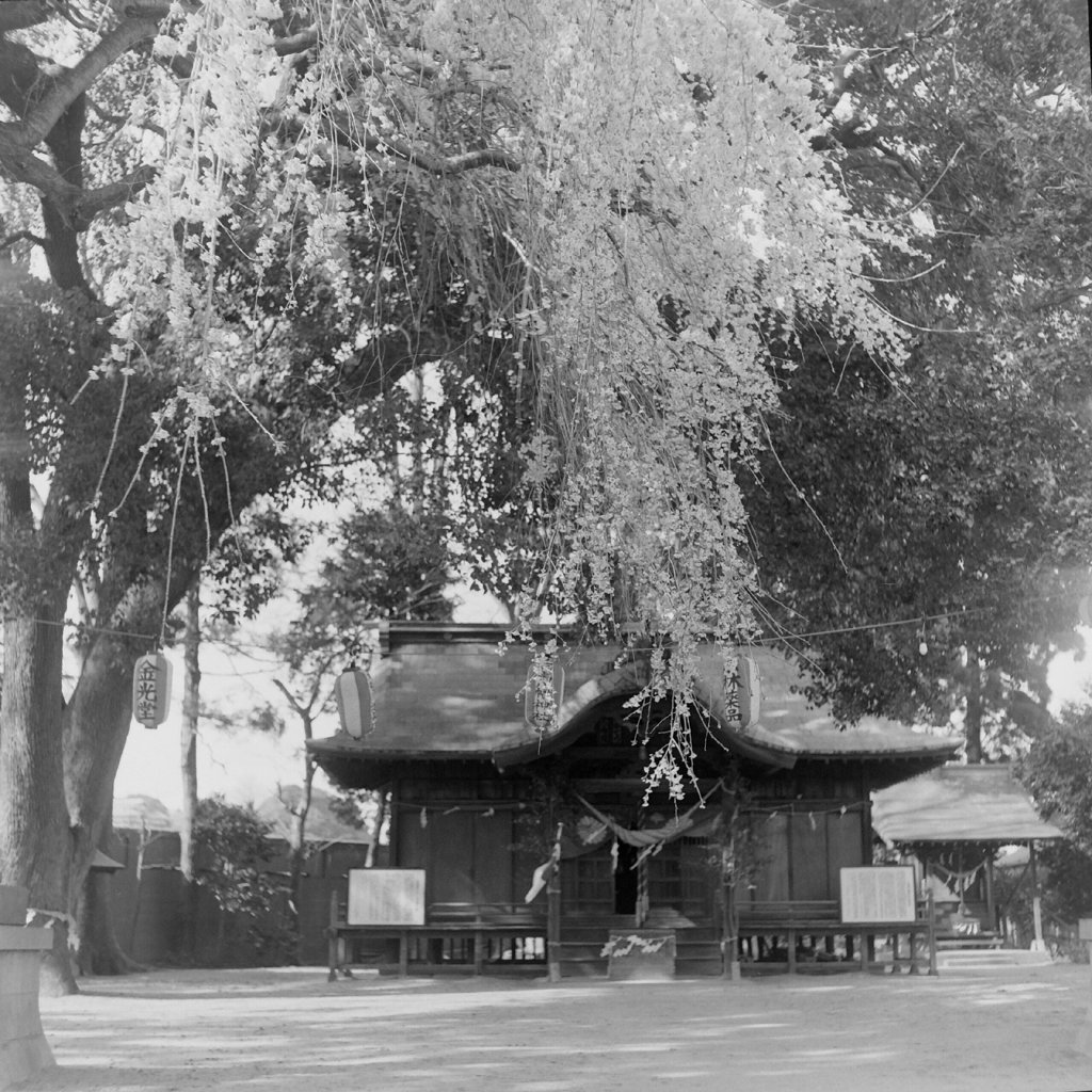 荘厳な桜