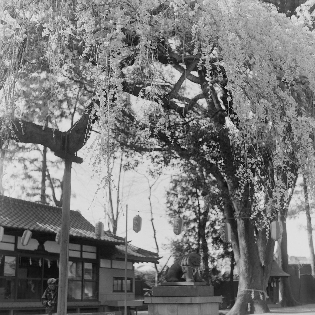 神社の桜