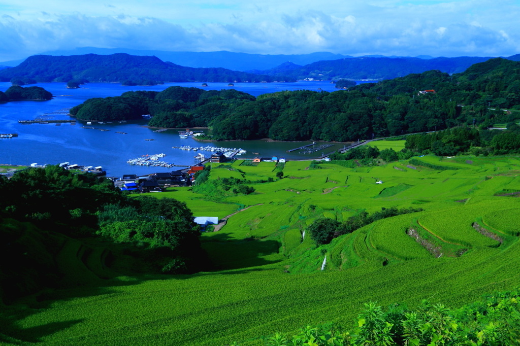 唐津市肥前町大浦の青田