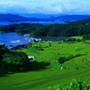唐津市肥前町大浦の青田