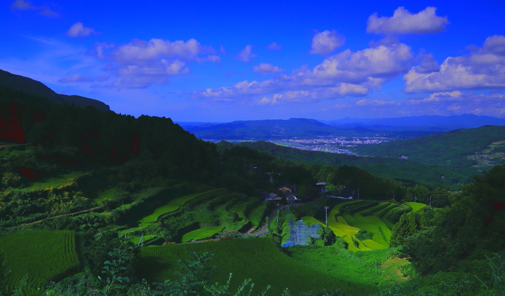 夏の岳の棚田