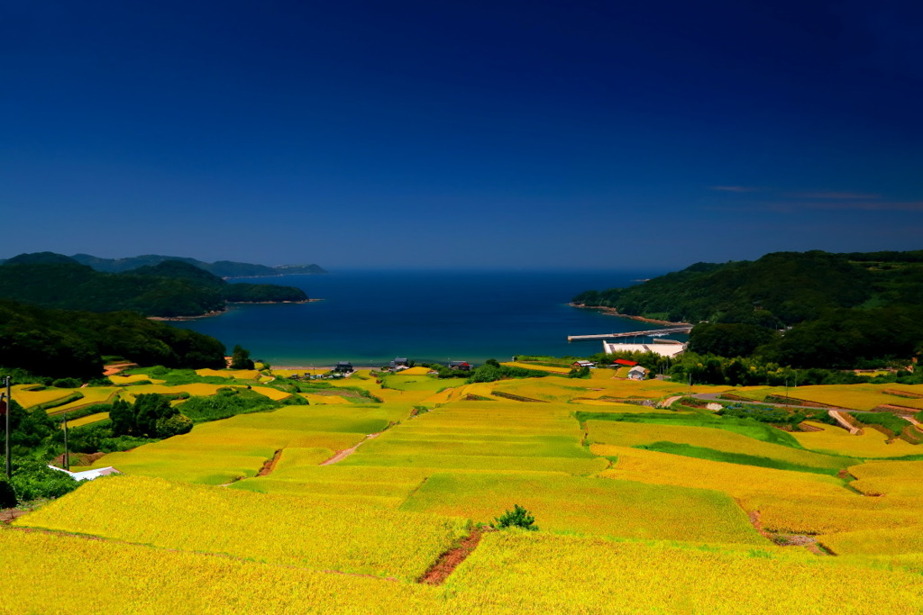 肥前町八月の入野棚田