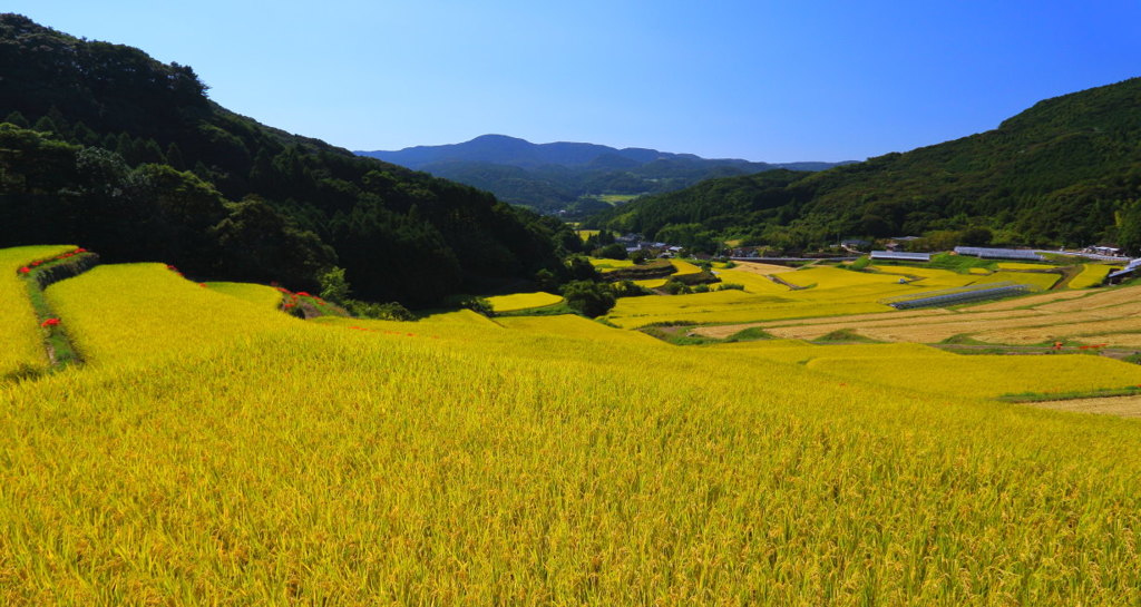 佐世保市吉井町梶木場の棚田